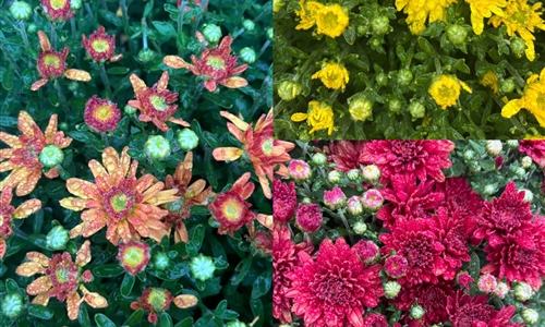 Scouts Selling Mums